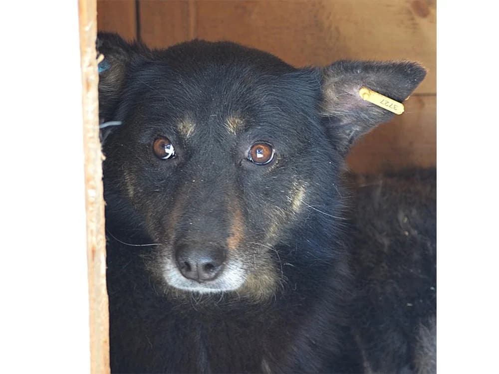Georgina *2017 – Pflegestelle oder Zuhause gesucht, schwarz female puppy Mixed Breed for adoption at Tierhilfe Lebenswert e.V., Oberwies