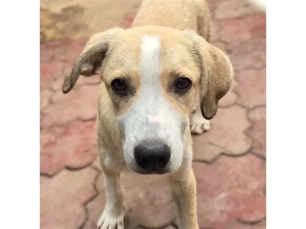 Giulio, beige female puppy Mixed Breed for adoption at Tierhilfe Lebenswert e.V., Oberwies