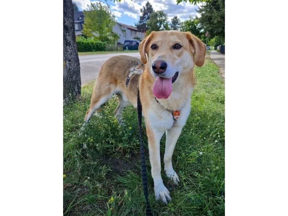 Gizmo *2019 – wartet in 12557 Berlin, beige female Mixed Breed for adoption at Tierhilfe Lebenswert e.V., Oberwies