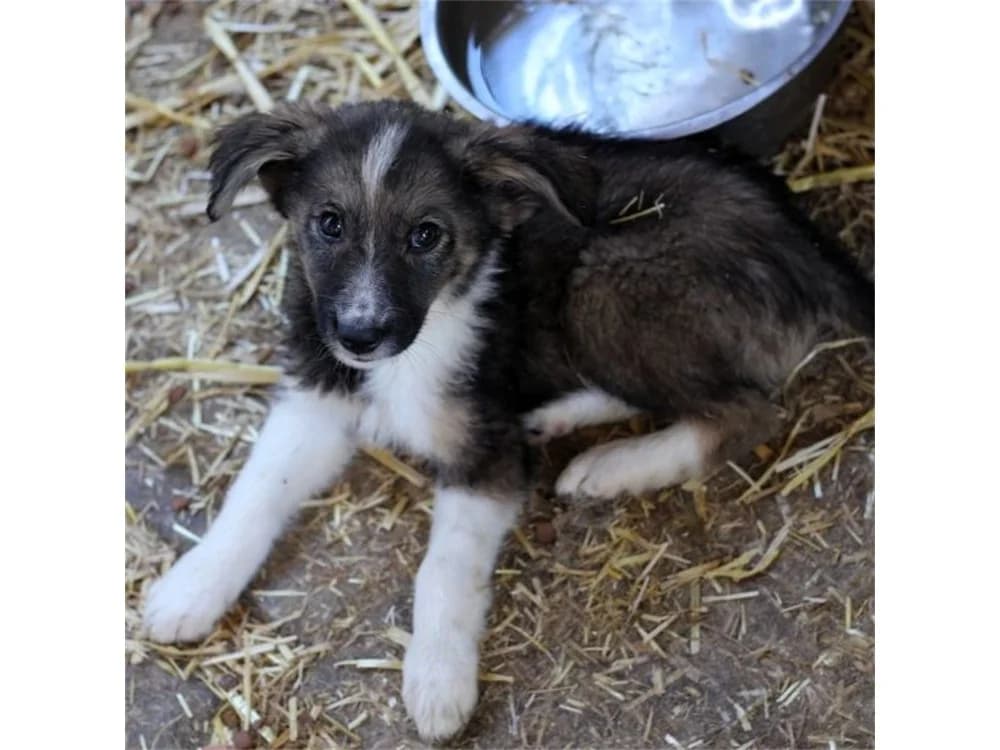 Gretchen, grau female puppy Mixed Breed for adoption at Tierhilfe Lebenswert e.V., Oberwies