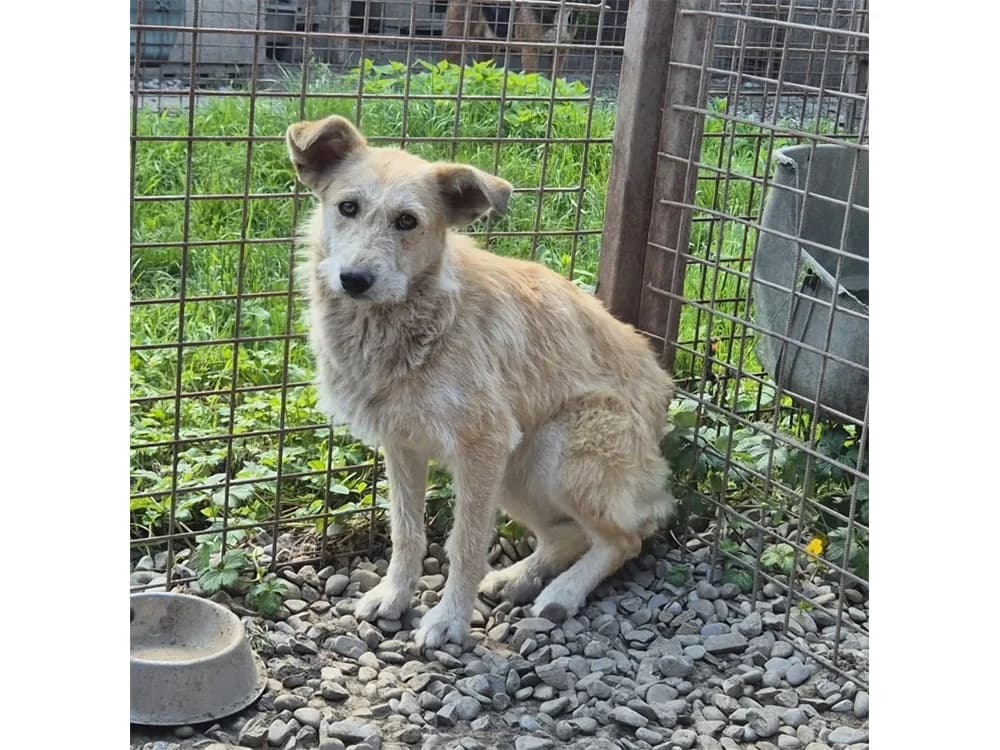 Grietje *20, beige female Mixed Breed for adoption at Tierhilfe Lebenswert e.V., Oberwies