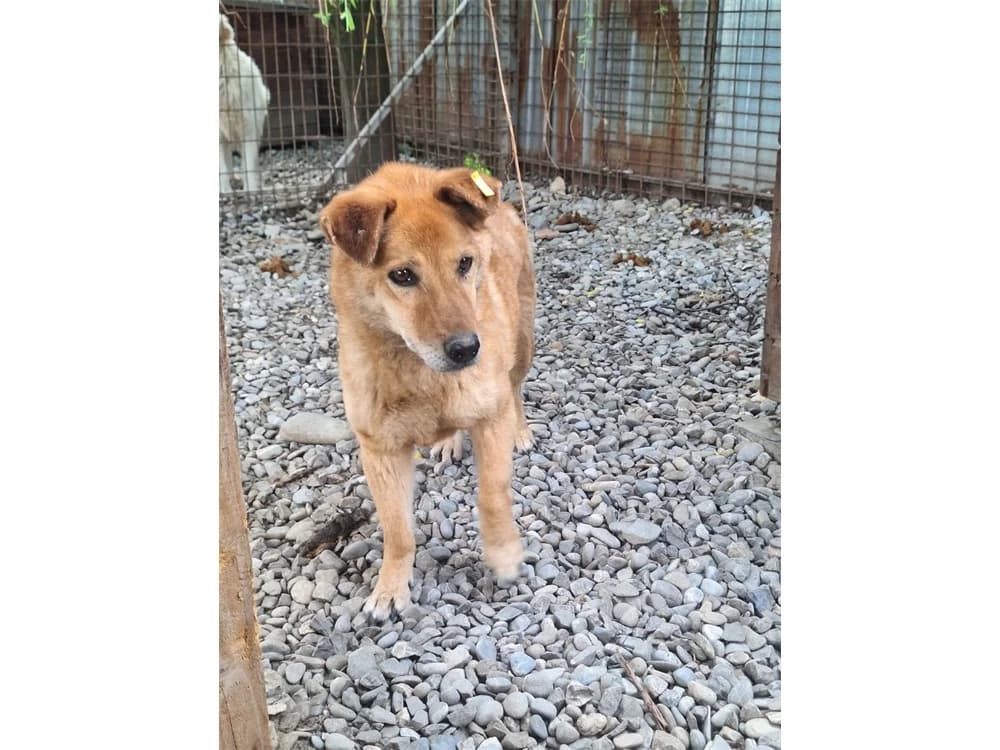 Hamillton *2016 – Pflegestelle oder Zuhause gesucht, hellbraun female Mixed Breed for adoption at Tierhilfe Lebenswert e.V., Oberwies
