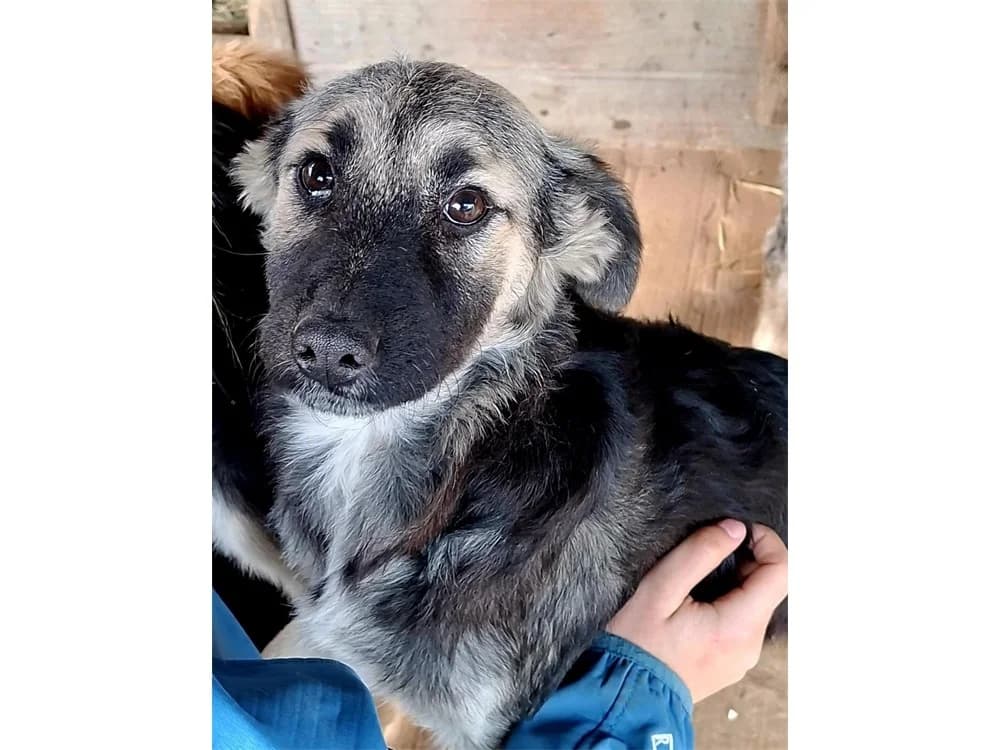 Hani, tricolor female Mixed Breed for adoption at Tierhilfe Lebenswert e.V., Oberwies