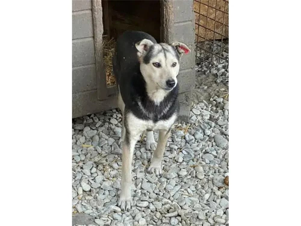 Harmonie *2023 – Pflegestelle oder Zuhause gesucht, schwarz female Mixed Breed for adoption at Tierhilfe Lebenswert e.V., Oberwies