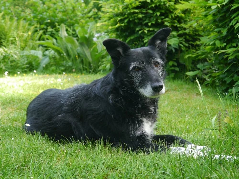 Hedda *2018 – wartet in 51588 Nümbrecht, schwarz female young Mixed Breed for adoption at Tierhilfe Lebenswert e.V., Oberwies
