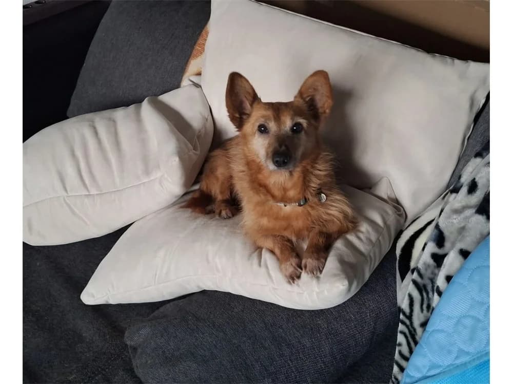 Hilde *2016 – noch nicht in der Vermittlung, rotbraun female Mixed Breed for adoption at Tierhilfe Lebenswert e.V., Oberwies
