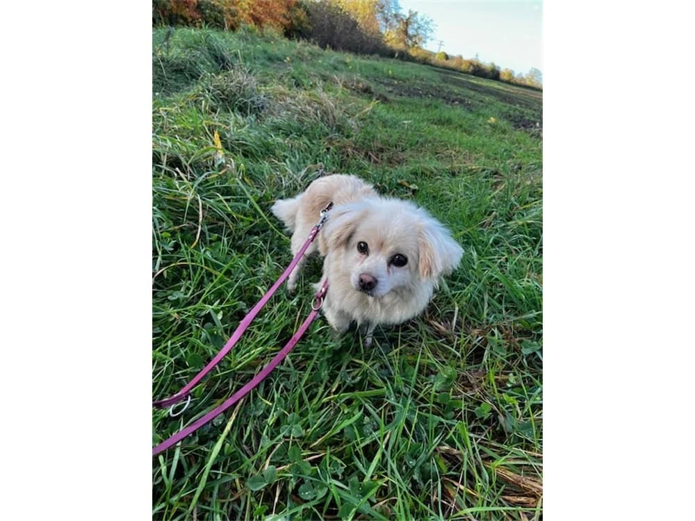 Hilde, female Mixed Breed for adoption at Tierhilfe Lebenswert e.V., Oberwies
