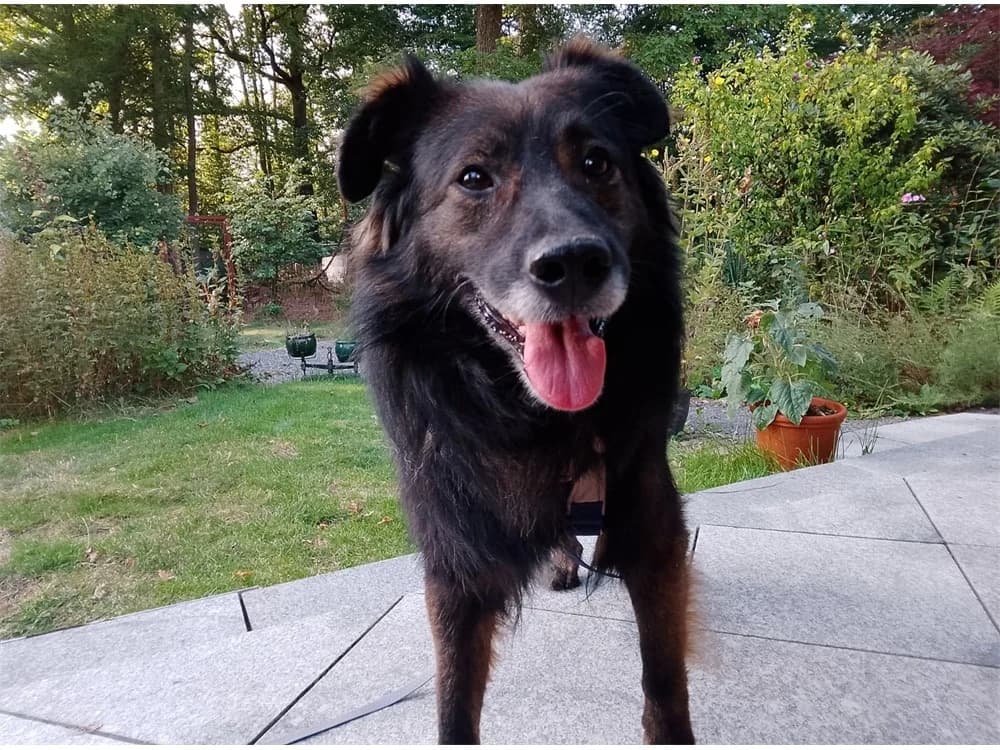 Hoobert, schwarz female Mixed Breed for adoption at Tierhilfe Lebenswert e.V., Oberwies