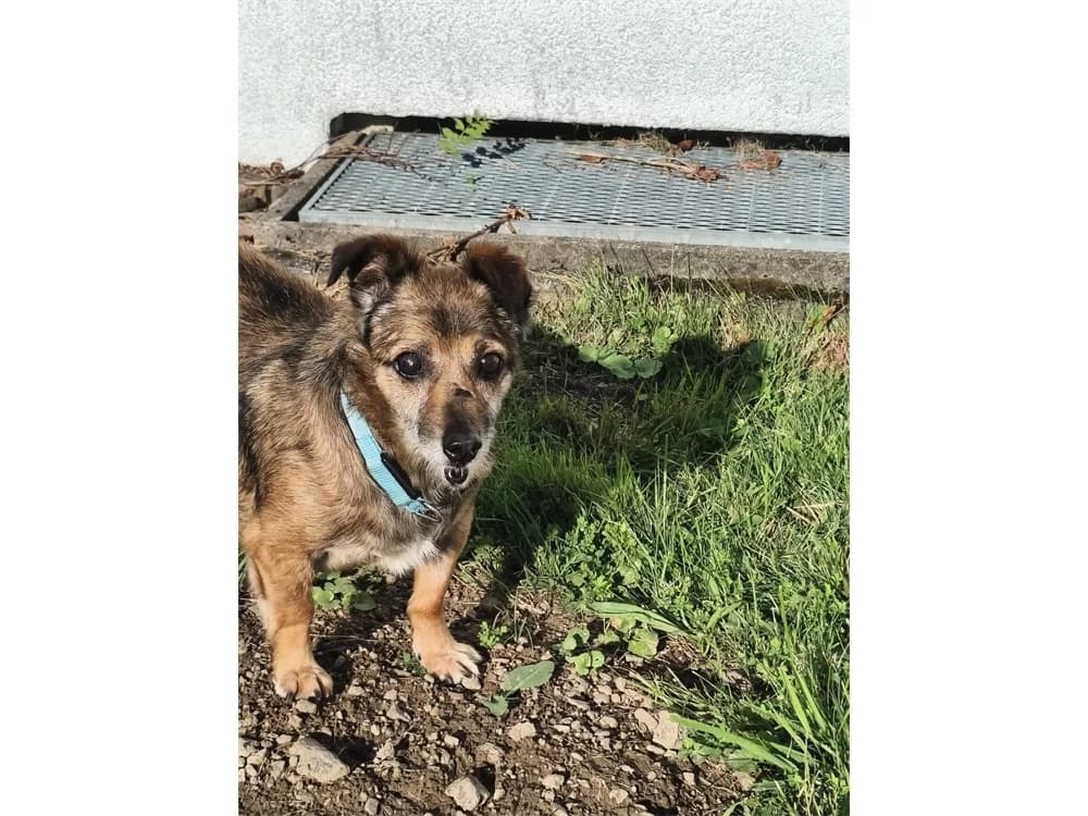 Hopi *2015 – wartet in 32689 Kalletal, braun female senior Mixed Breed for adoption at Tierhilfe Lebenswert e.V., Oberwies
