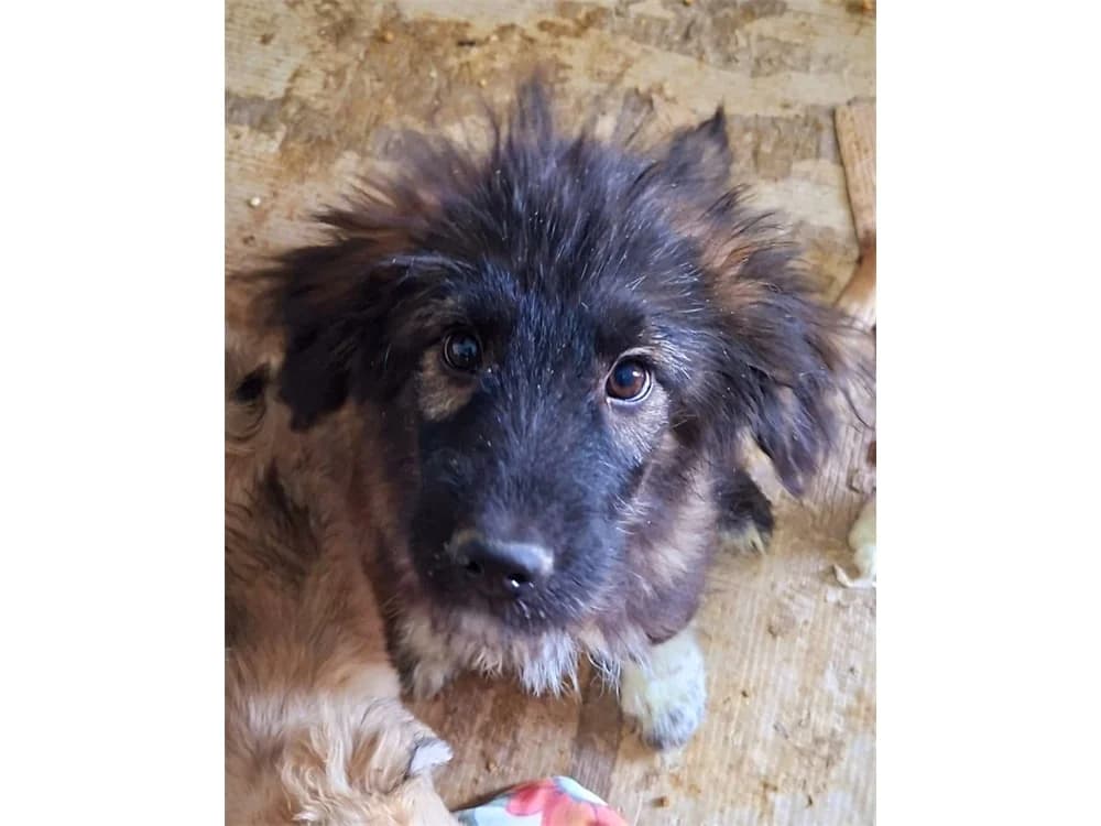 Hugo, schwarz female Mixed Breed for adoption at Tierhilfe Lebenswert e.V., Oberwies