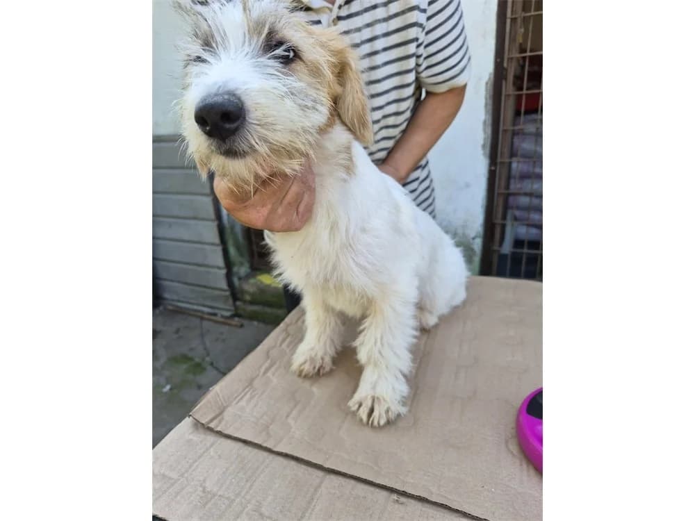 Ilena, beige female Mixed Breed for adoption at Tierhilfe Lebenswert e.V., Oberwies