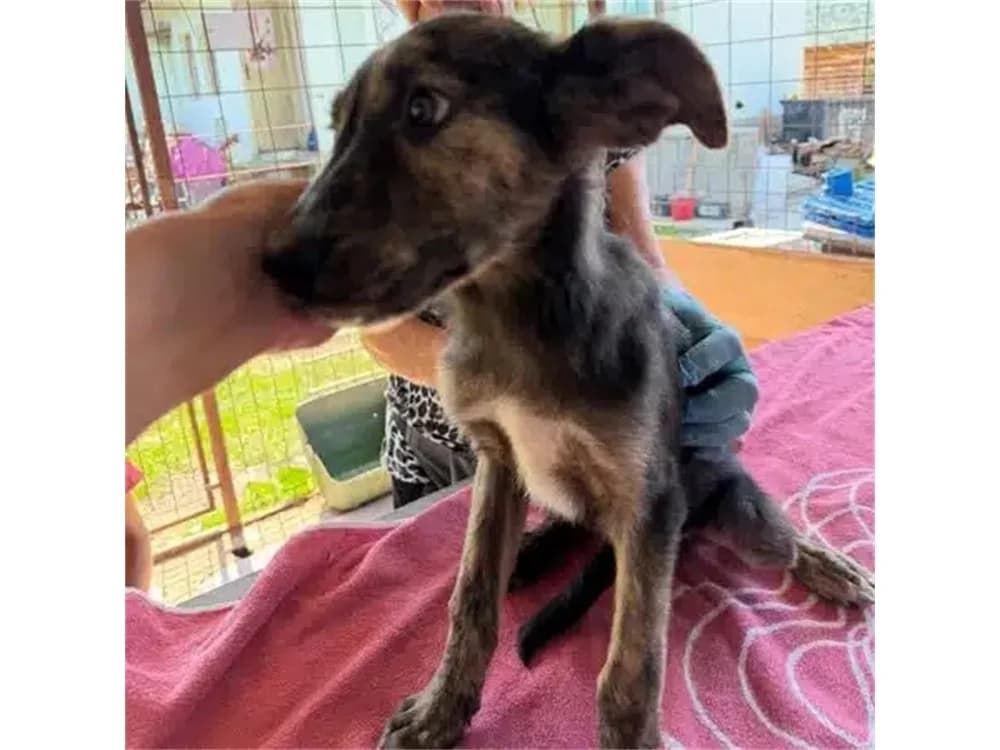 Ilva, schwarz female puppy Mixed Breed for adoption at Tierhilfe Lebenswert e.V., Oberwies