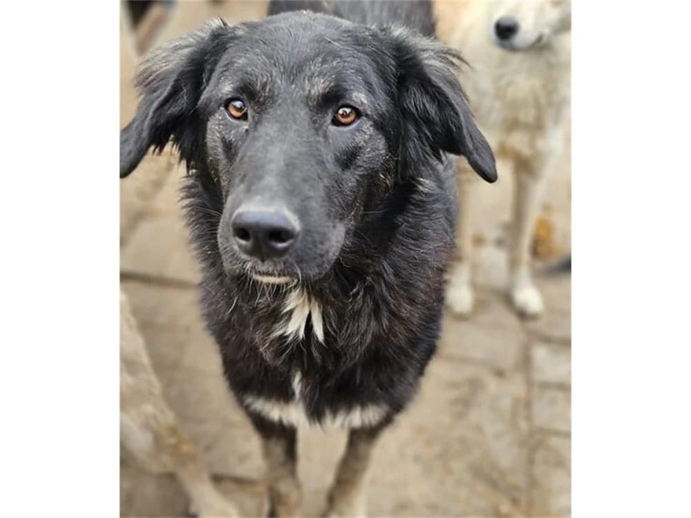 Imea, schwarz female young Mixed Breed for adoption at Tierhilfe Lebenswert e.V., Oberwies