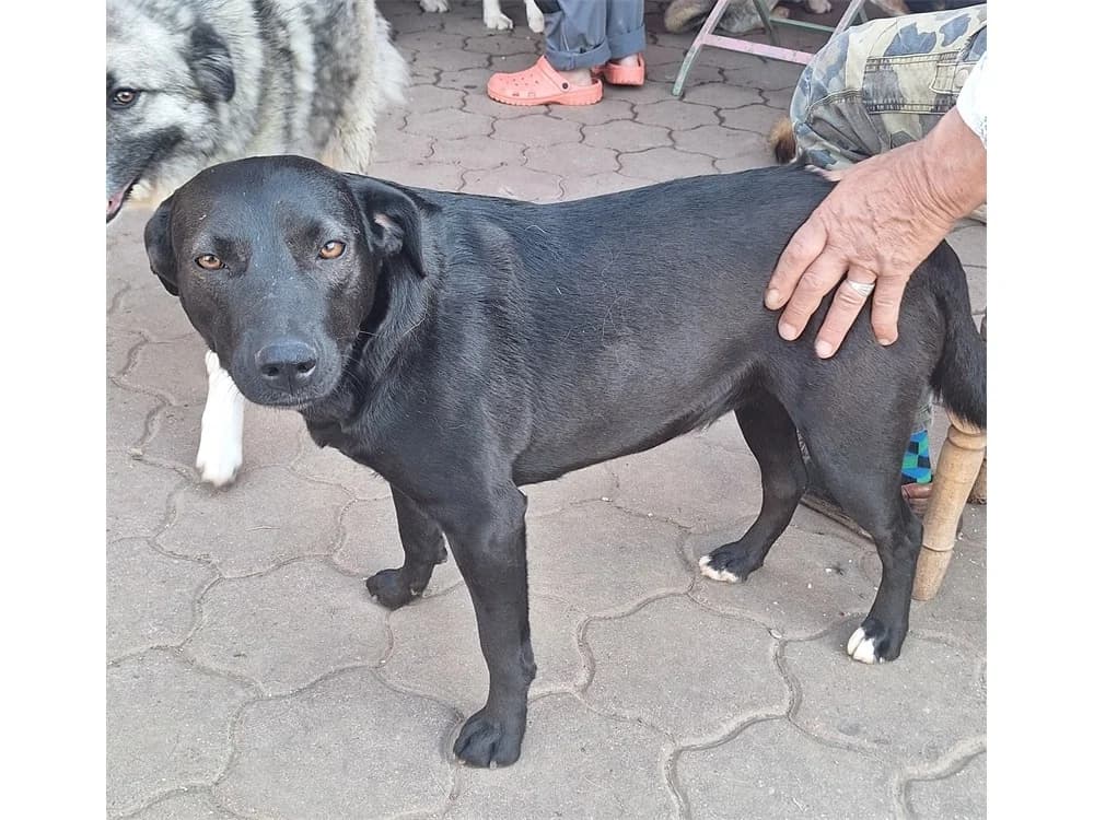 Indy *2024 – Pflegestelle oder Zuhause gesucht, schwarz female Mixed Breed for adoption at Tierhilfe Lebenswert e.V., Oberwies