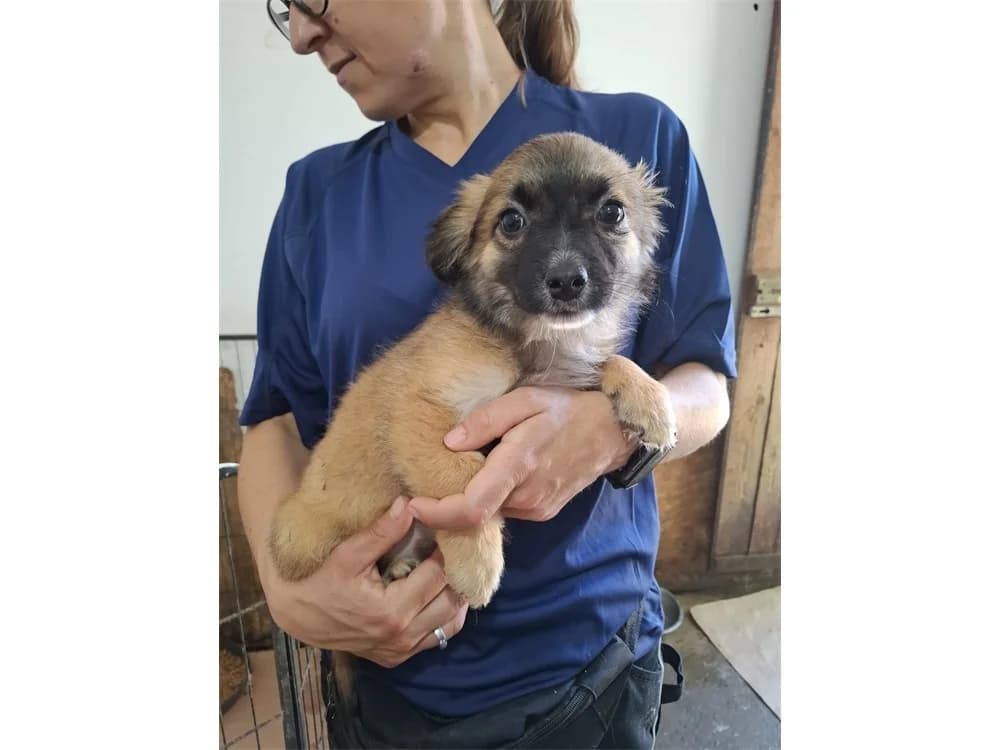 Isabella, hellbraun female puppy Mixed Breed for adoption at Tierhilfe Lebenswert e.V., Oberwies