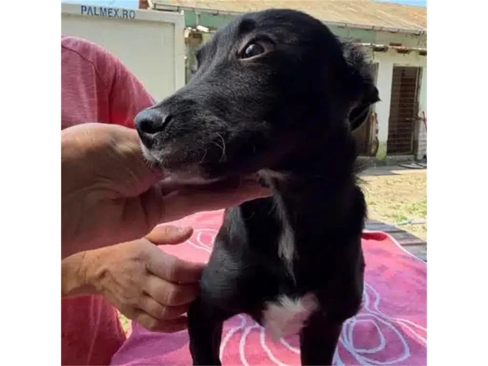Jakobus, schwarz female puppy Mixed Breed for adoption at Tierhilfe Lebenswert e.V., Oberwies