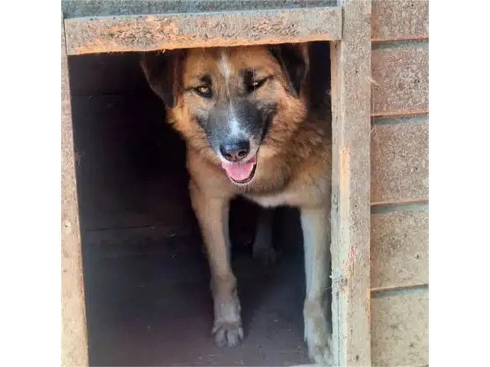Jamilo *2019 – Pflegestelle oder Zuhause gesucht, braun female Mixed Breed for adoption at Tierhilfe Lebenswert e.V., Oberwies