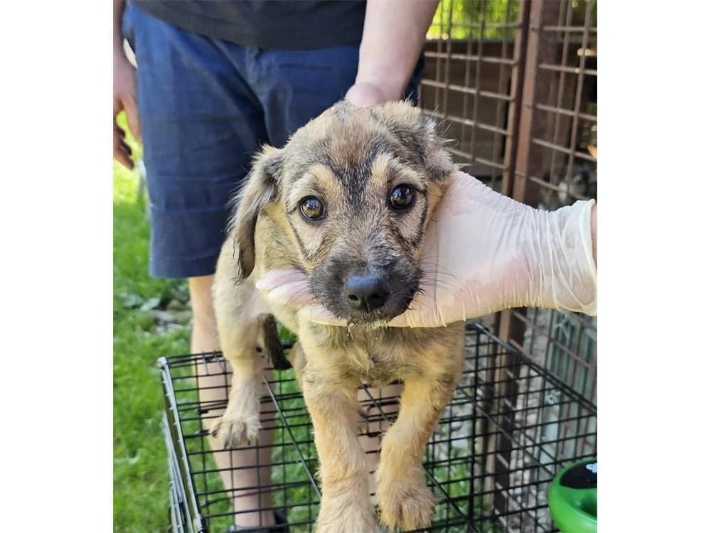 Jeremy, braun female puppy Mixed Breed for adoption at Tierhilfe Lebenswert e.V., Oberwies