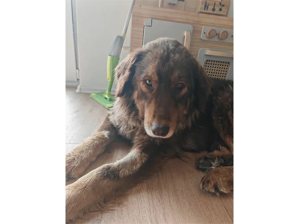 Jessi *2019 – noch nicht in der Vermittlung, braun female puppy Mixed Breed for adoption at Tierhilfe Lebenswert e.V., Oberwies