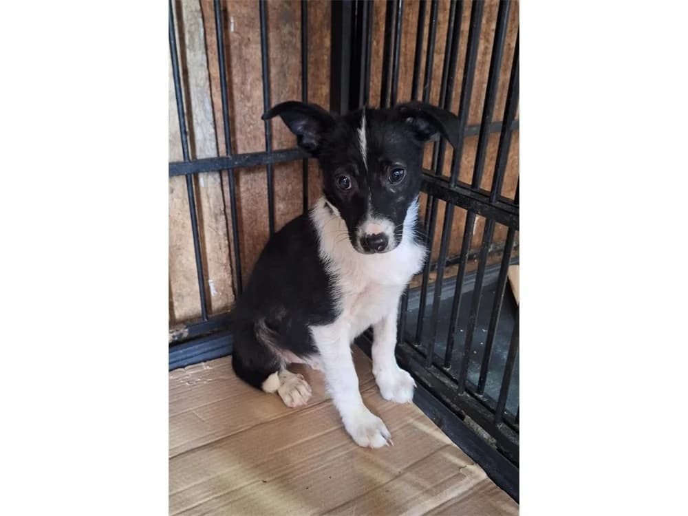 Jessi, schwarz female puppy Mixed Breed for adoption at Tierhilfe Lebenswert e.V., Oberwies