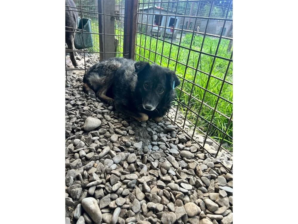 Jever *2018 – Pflegestelle oder Zuhause gesucht, schwarz female puppy Mixed Breed for adoption at Tierhilfe Lebenswert e.V., Oberwies