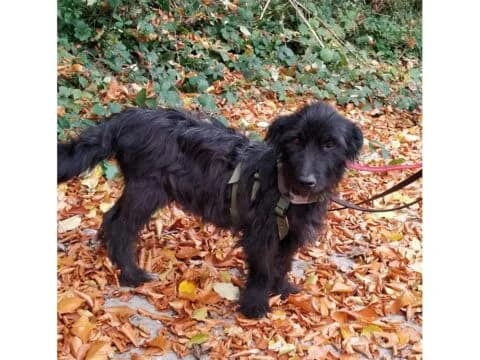 Jiennie, schwarz female puppy Mixed Breed for adoption at Tierhilfe Lebenswert e.V., Oberwies