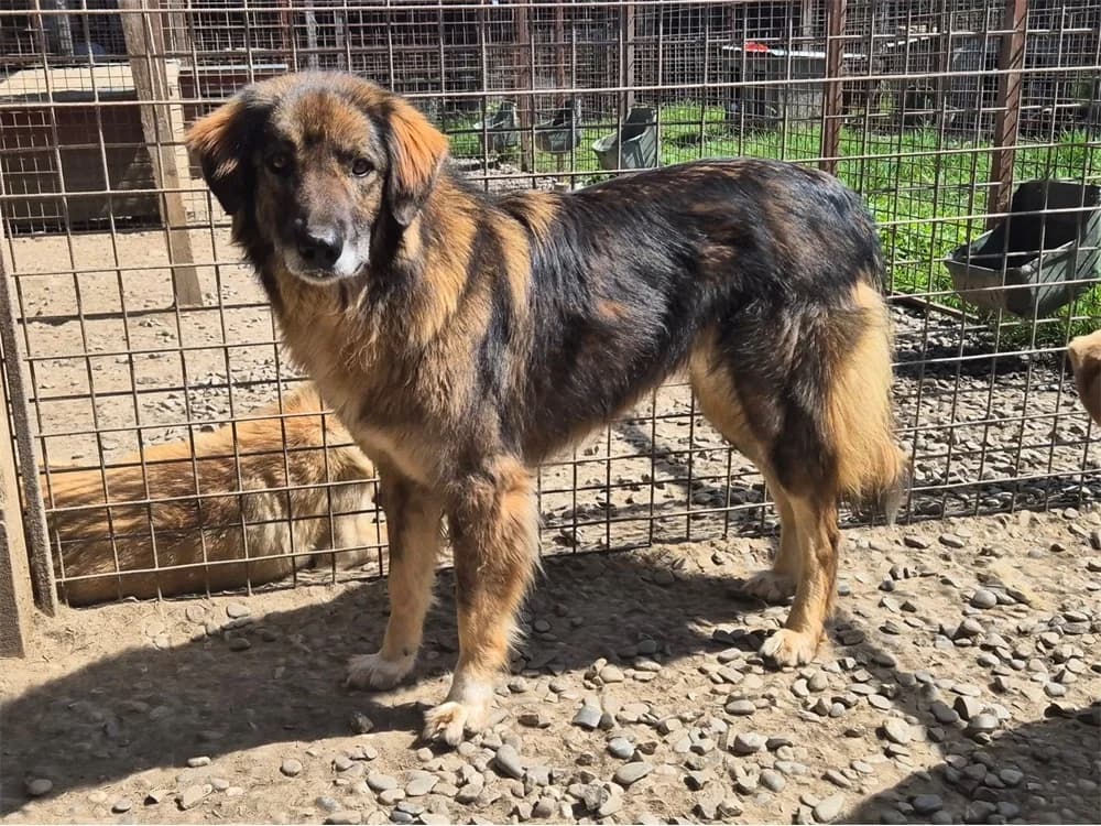 Joker *20, schwarz female young Mixed Breed for adoption at Tierhilfe Lebenswert e.V., Oberwies