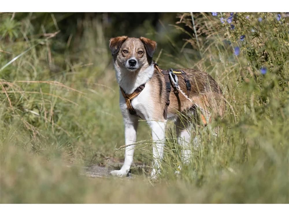 Joost, braun female 6yo Mixed Breed for adoption at Tierhilfe Lebenswert e.V., Oberwies