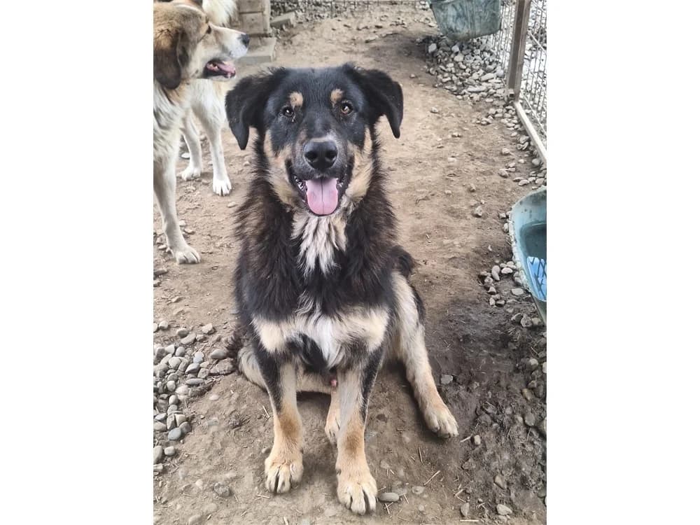 Josh *20, schwarz female Mixed Breed for adoption at Tierhilfe Lebenswert e.V., Oberwies