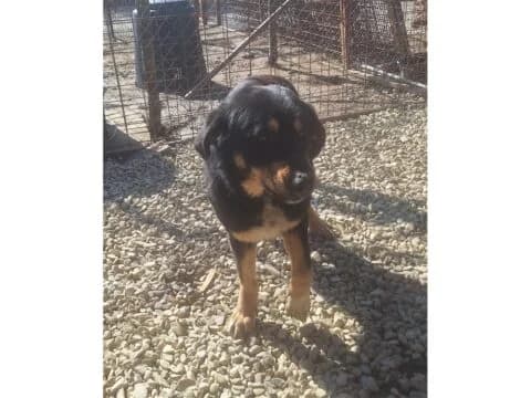 Joshy *2024 – Pflegestelle oder Zuhause gesucht, schwarz female Mixed Breed for adoption at Tierhilfe Lebenswert e.V., Oberwies