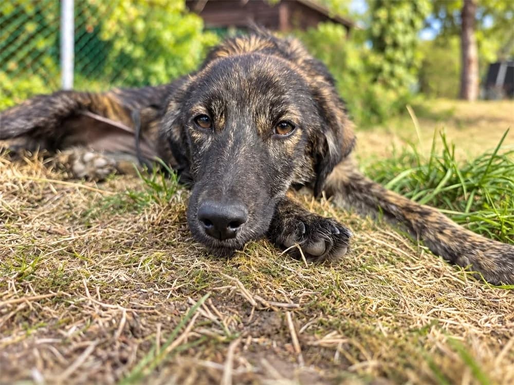 Jule, gestromt female Mixed Breed for adoption at Tierhilfe Lebenswert e.V., Oberwies