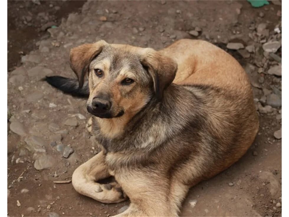 Julico, hellbraun female young Mixed Breed for adoption at Tierhilfe Lebenswert e.V., Oberwies
