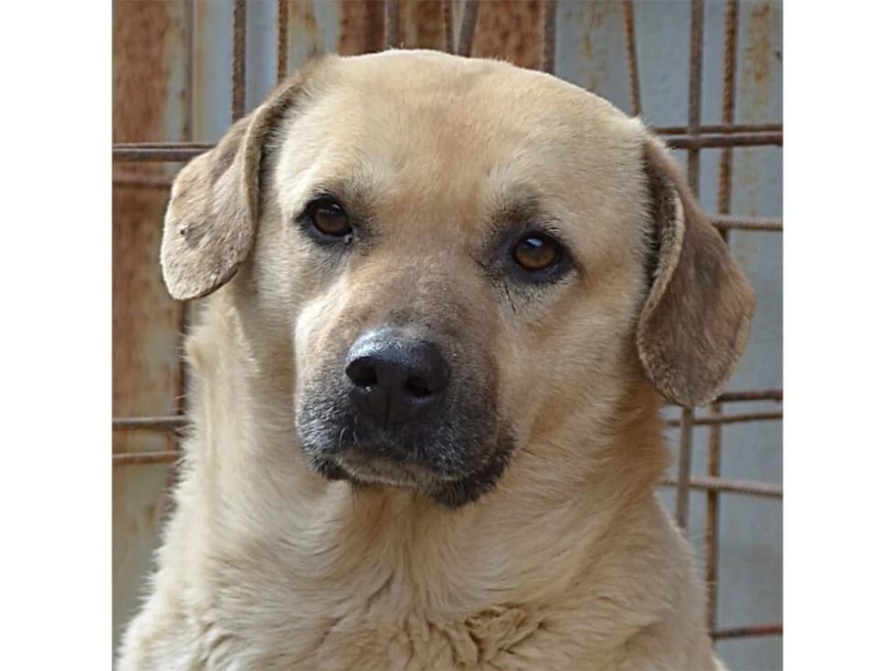 Justus *2017 – Pflegestelle oder Zuhause gesucht, female puppy Mixed Breed for adoption at Tierhilfe Lebenswert e.V., Oberwies