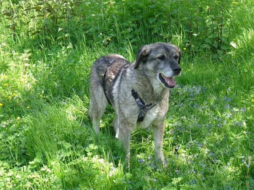 Juuns *2017 – wartet in 53557 Bad Hönningen, beige female senior Mixed Breed for adoption at Tierhilfe Lebenswert e.V., Oberwies