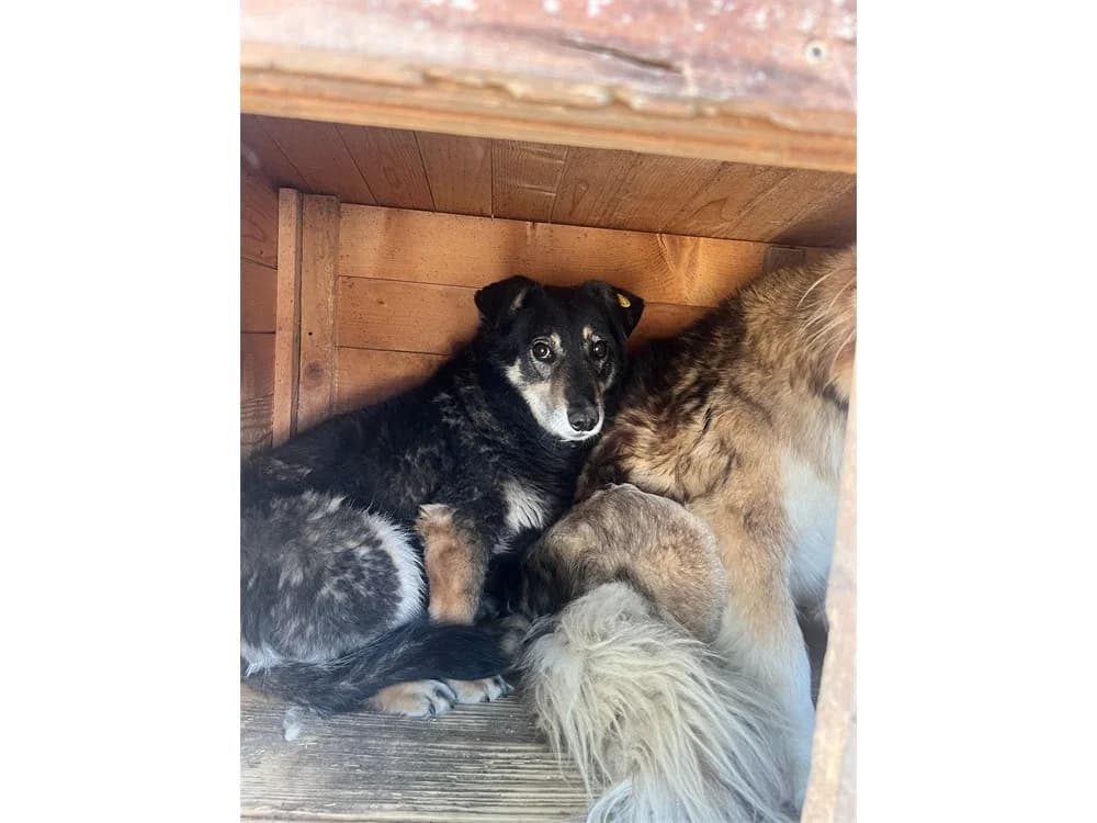 Kaali *2018 – Pflegestelle oder Zuhause gesucht, schwarz female puppy Mixed Breed for adoption at Tierhilfe Lebenswert e.V., Oberwies