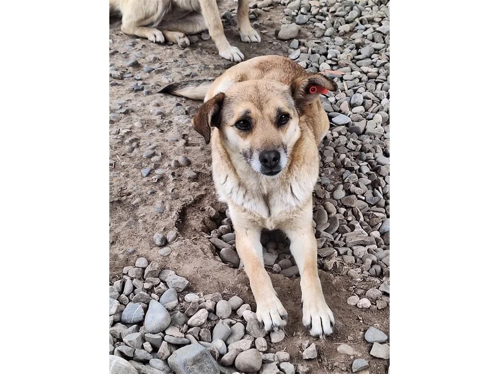 Käthe *20, beige female Mixed Breed for adoption at Tierhilfe Lebenswert e.V., Oberwies