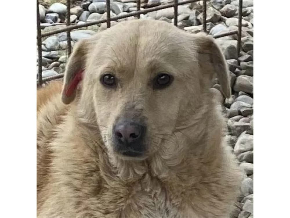 Kallie *2023 – Pflegestelle oder Zuhause gesucht, beige female Mixed Breed for adoption at Tierhilfe Lebenswert e.V., Oberwies