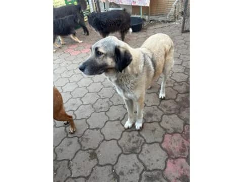 Kamilla, schwarz female 3yo Mixed Breed for adoption at Tierhilfe Lebenswert e.V., Oberwies