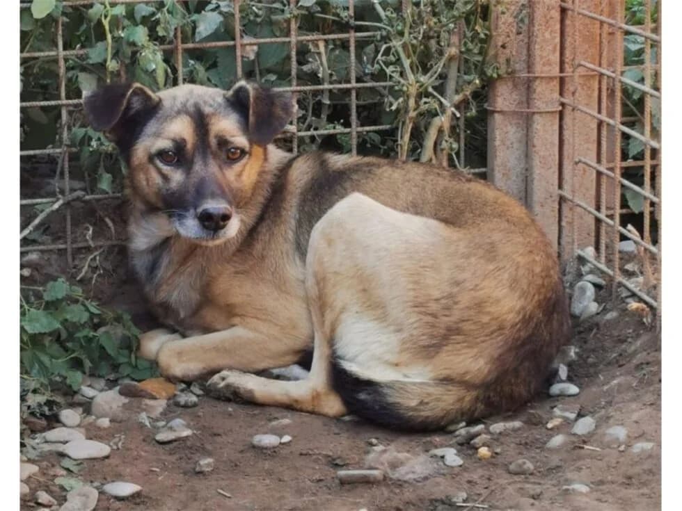 Karlchen *2019 – Pflegestelle oder Zuhause gesucht, braun female young Mixed Breed for adoption at Tierhilfe Lebenswert e.V., Oberwies