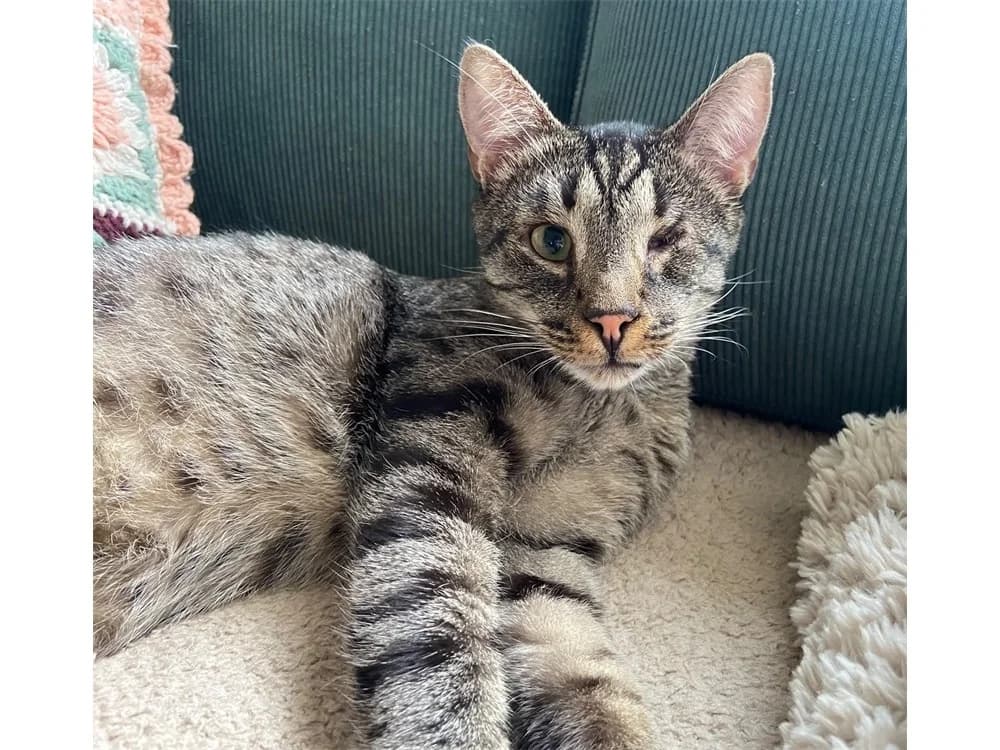 Kater Jack, female Mixed Breed for adoption at Tierhilfe Lebenswert e.V., Oberwies
