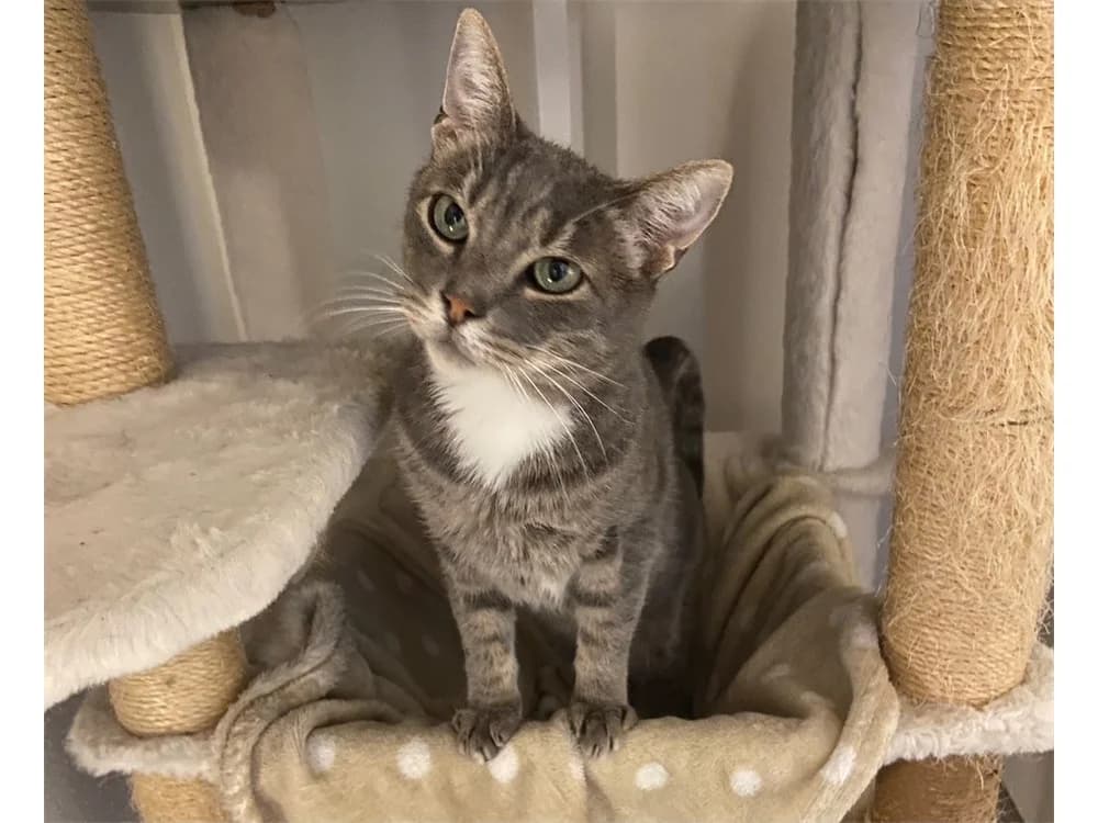 Katze Marakesh, female Mixed Breed for adoption at Tierhilfe Lebenswert e.V., Oberwies