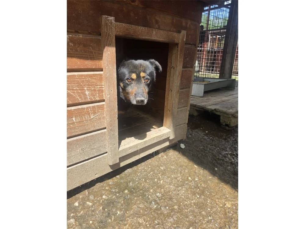 Kleini *2021 – Pflegestelle oder Zuhause gesucht, schwarz female Mixed Breed for adoption at Tierhilfe Lebenswert e.V., Oberwies