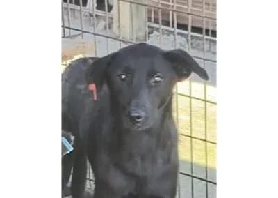 Knicki *2023 – Pflegestelle oder Zuhause gesucht, schwarz female Mixed Breed for adoption at Tierhilfe Lebenswert e.V., Oberwies