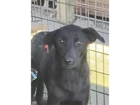 Knicki *2023 – Pflegestelle oder Zuhause gesucht, schwarz female Mixed Breed for adoption at Tierhilfe Lebenswert e.V., Oberwies