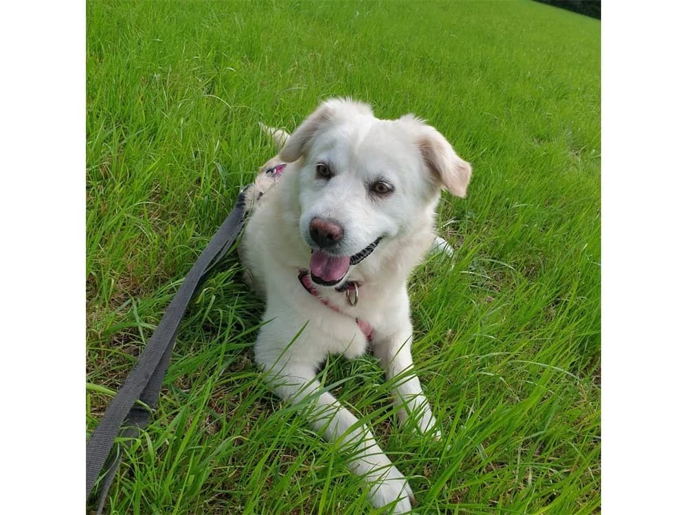 Kokoro *2017 – wartet in 59199 Bönen, beige female Mixed Breed for adoption at Tierhilfe Lebenswert e.V., Oberwies