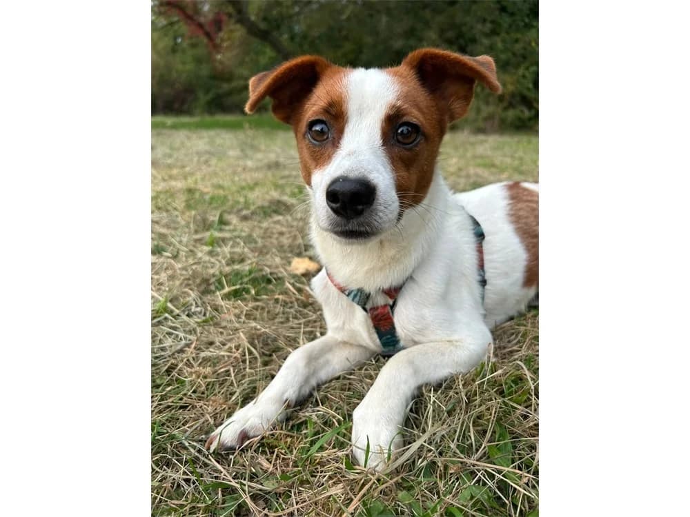 Krümelchen *2024 – wartet in 30459 Hannover, braun female Mixed Breed for adoption at Tierhilfe Lebenswert e.V., Oberwies