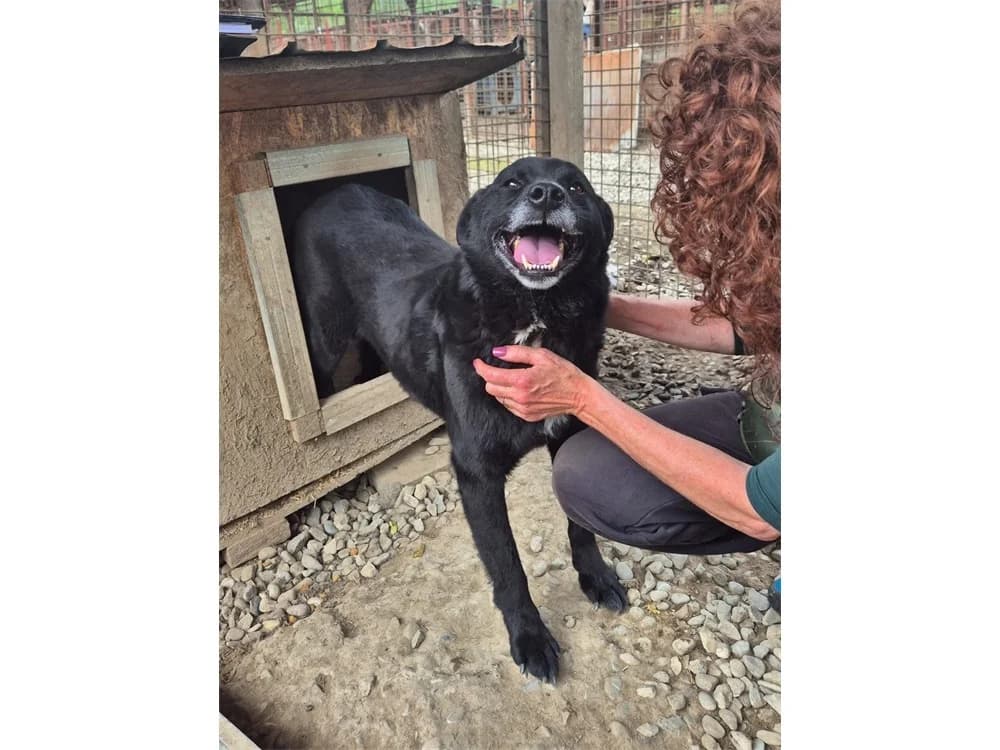 Lando *2019 – Pflegestelle oder Zuhause gesucht, schwarz female puppy Mixed Breed for adoption at Tierhilfe Lebenswert e.V., Oberwies