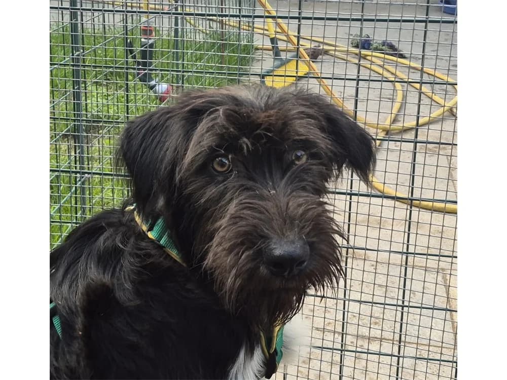 Laurel O`Hardy, schwarz female puppy Mixed Breed for adoption at Tierhilfe Lebenswert e.V., Oberwies