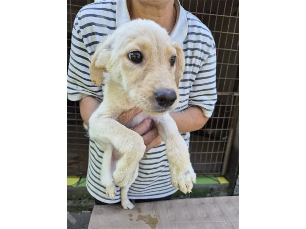Leana, female Mixed Breed for adoption at Tierhilfe Lebenswert e.V., Oberwies