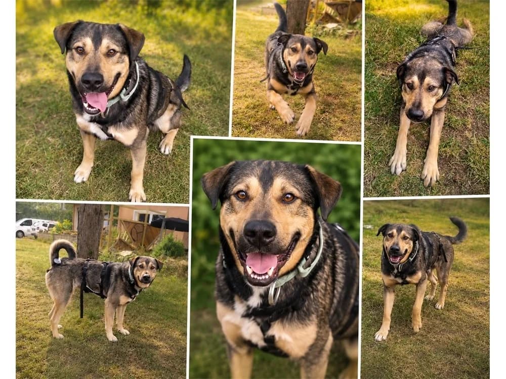 Leoh *2025 – wartet in 76227 Karlsruhe, tricolor female Mixed Breed for adoption at Tierhilfe Lebenswert e.V., Oberwies